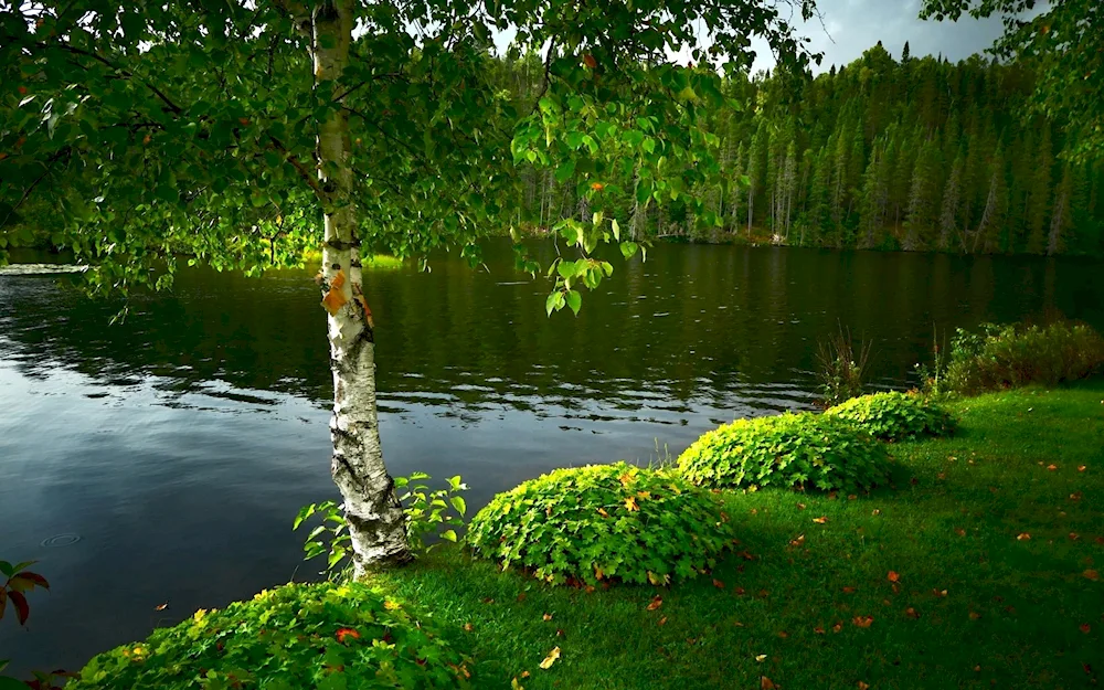 Birch tree Ufa