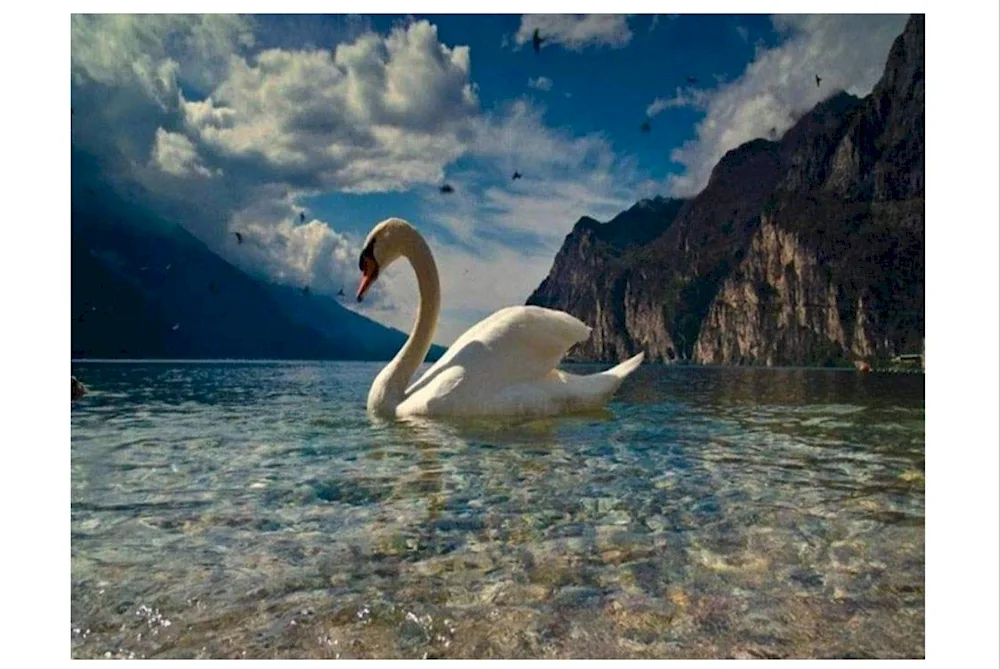 Swans on the lake Garda white swan