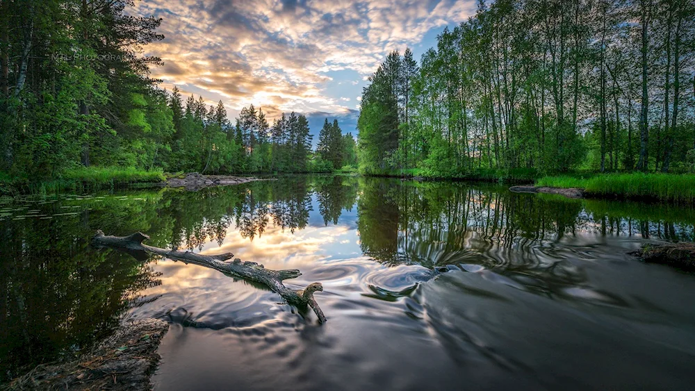 Nature summer river forest lake