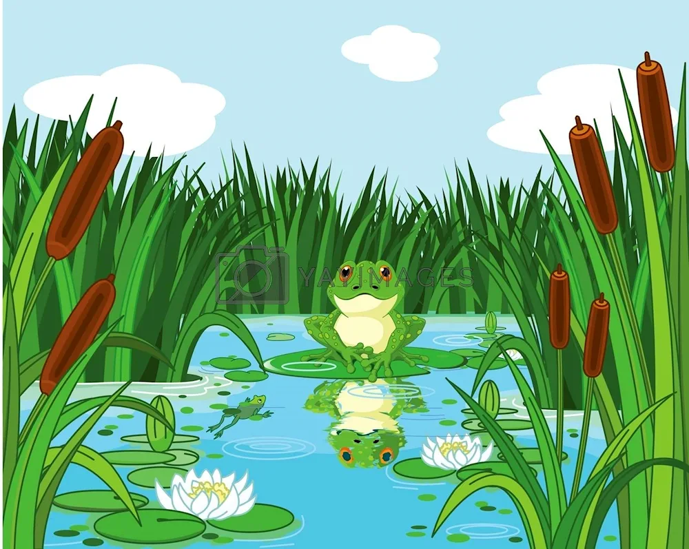 Lake with reeds and lilies