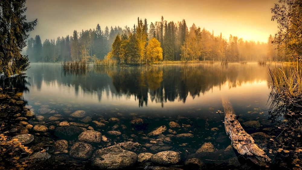 Lake in the forest