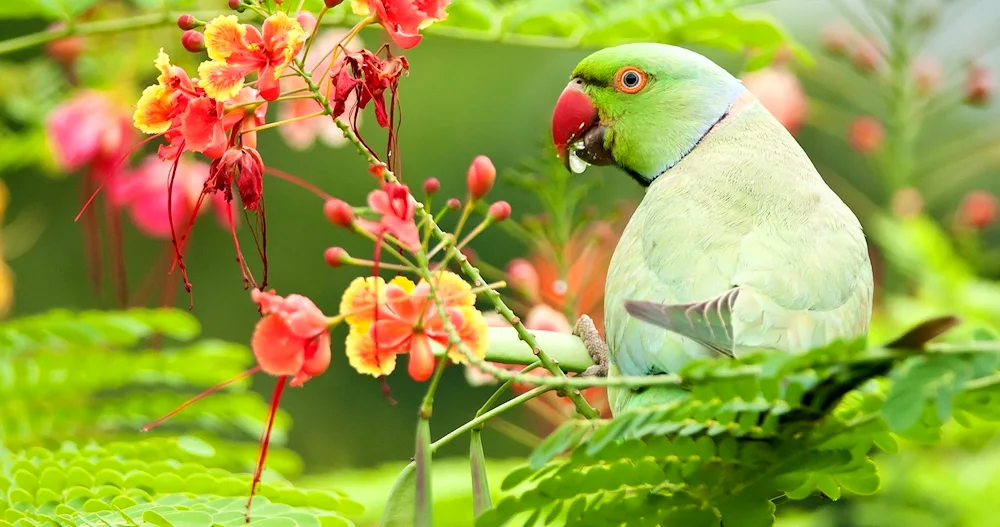 Wavy parrots- yellow ara