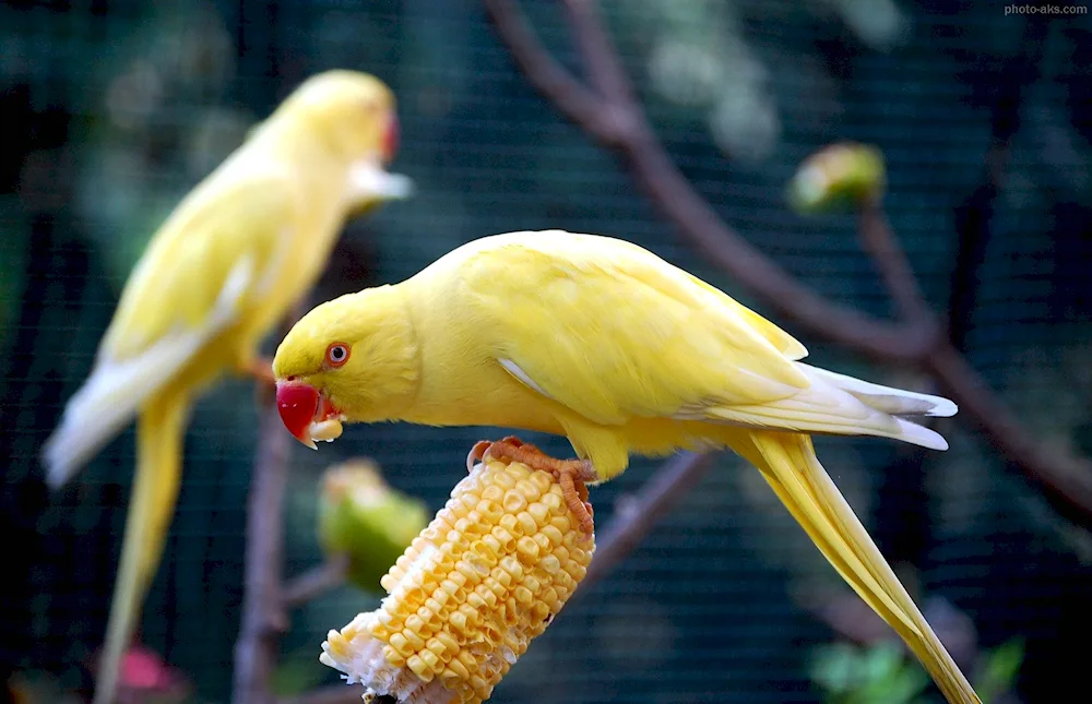 Wave parrots