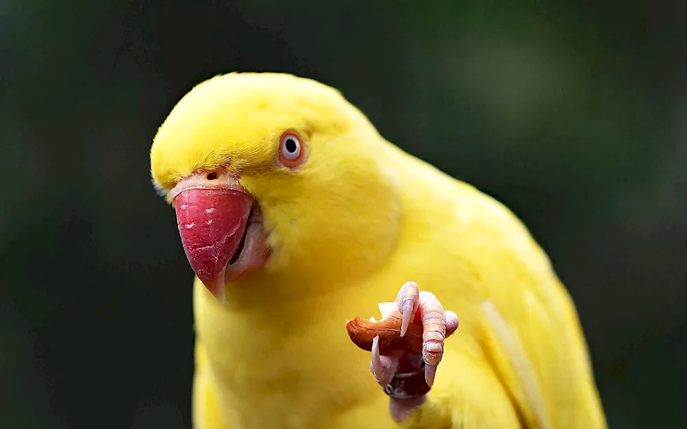 Necerel parrot