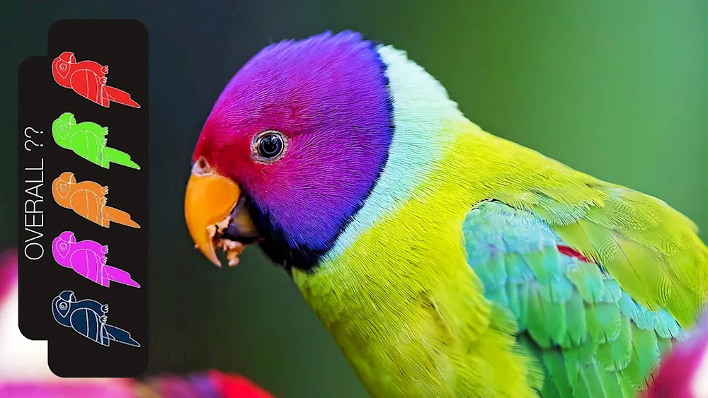 Cockatoo parrots