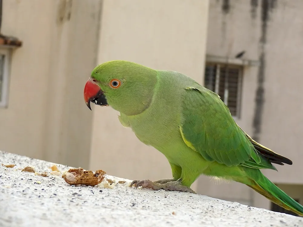 Cockatoo parrot