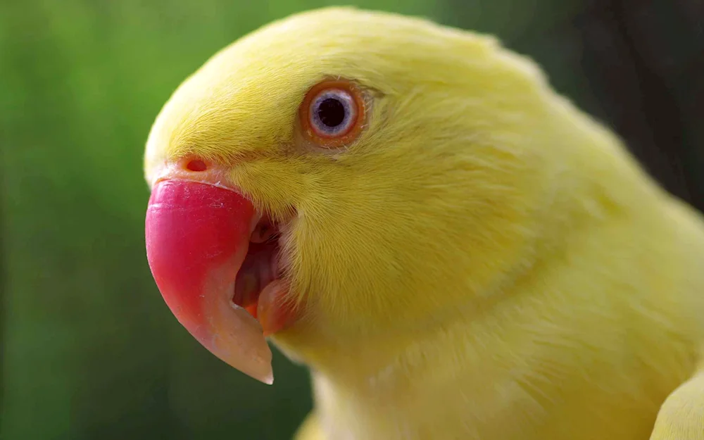 Necklace parrot yellow