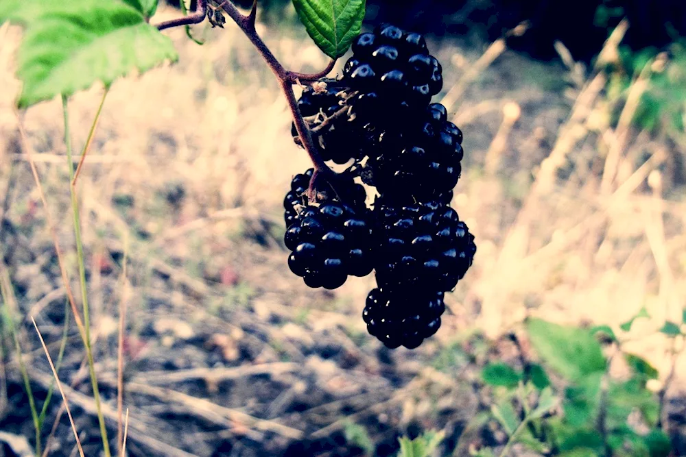 Malina and blackberry