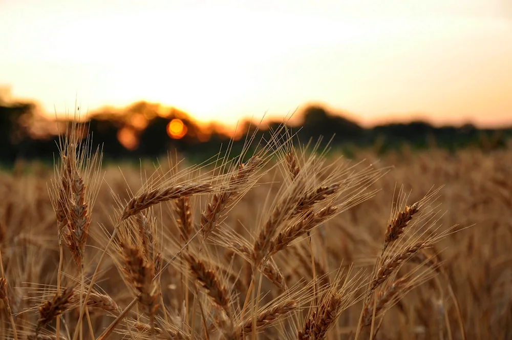 Wheat field