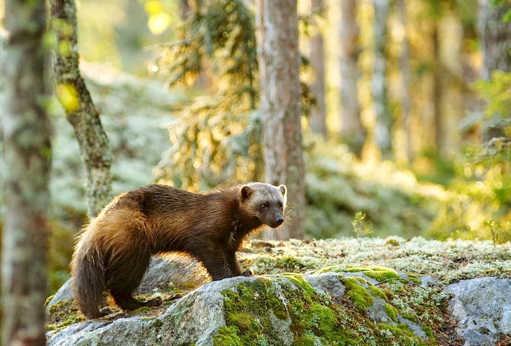 Panayarvi National Park in Karelia animals