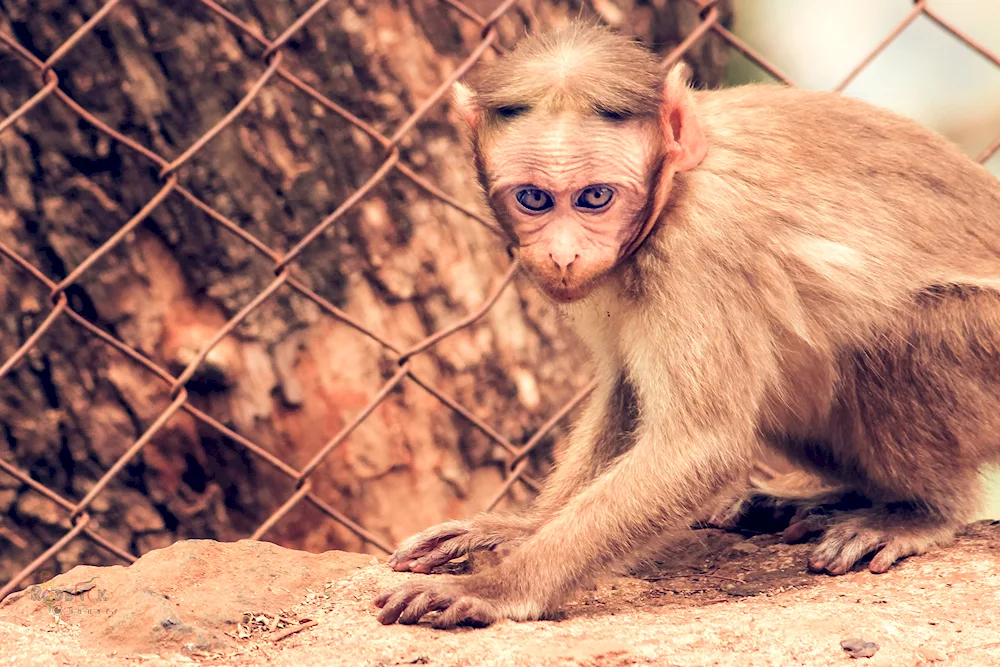 Pagai monkey macaque