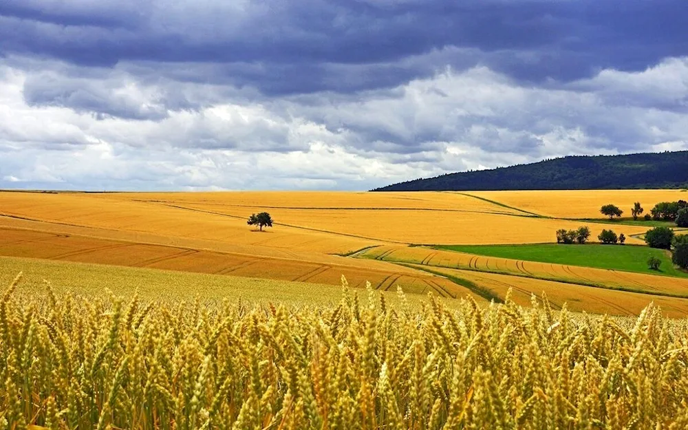 Agnes denes wheat field