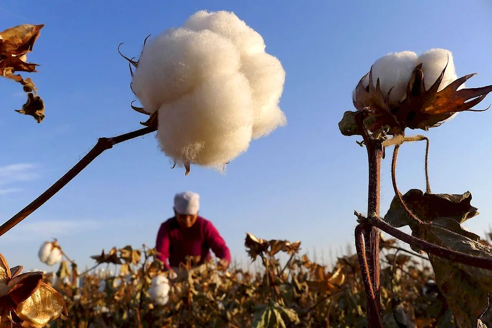 Cotton field