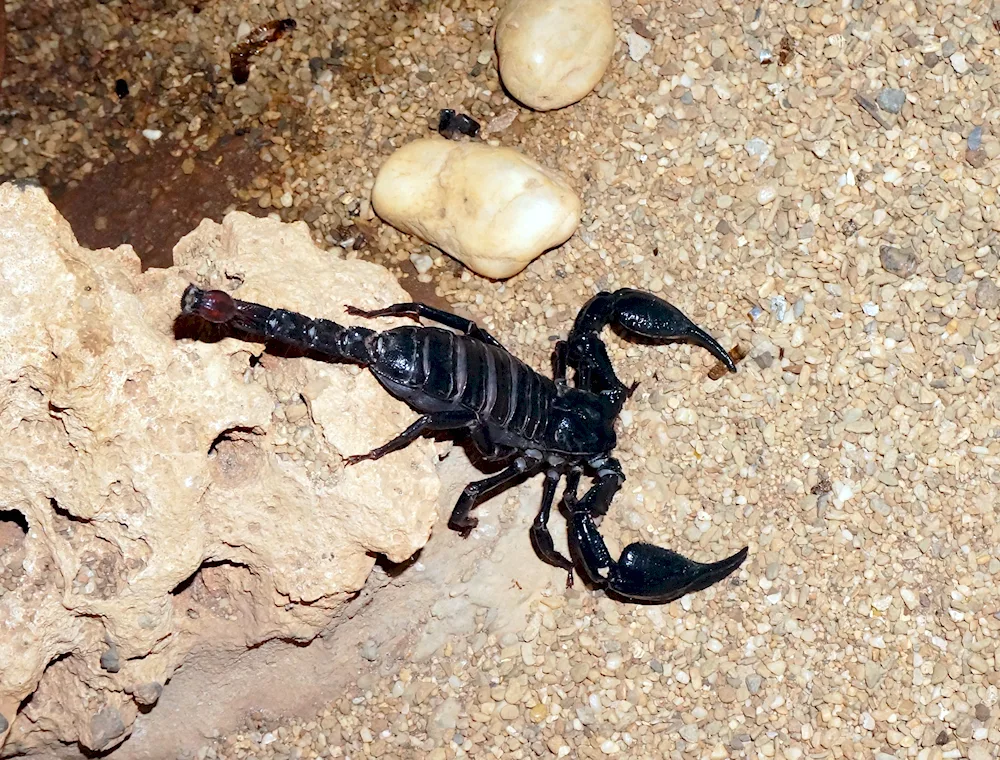 Scorpion genurus