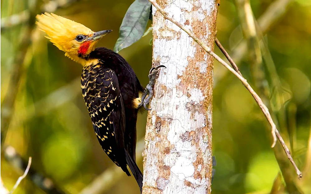 Yellow-bellied Celous Woodpecker.