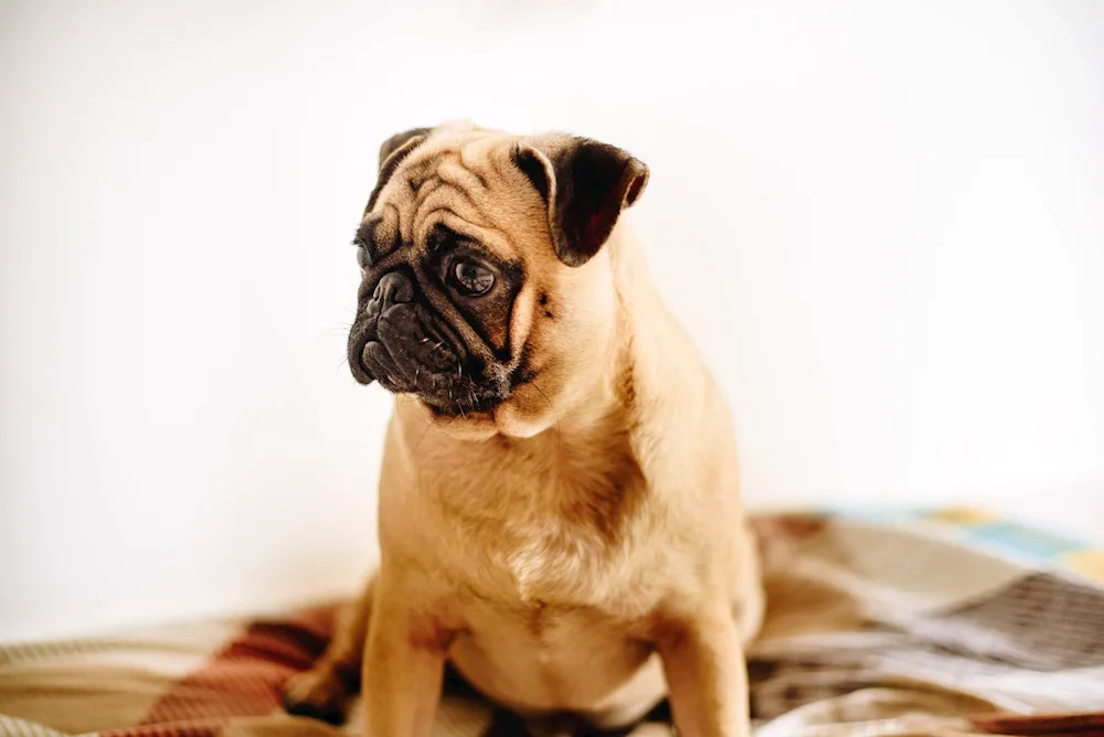 Pug breed