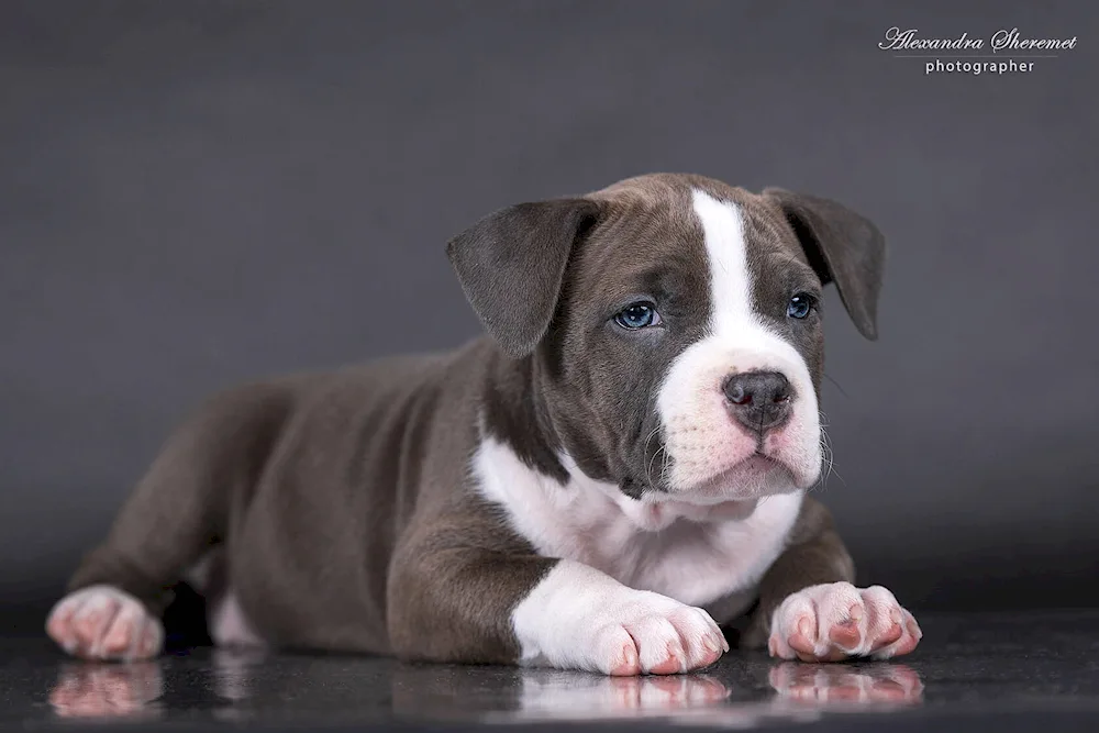 Pale Staffordshire Terrier