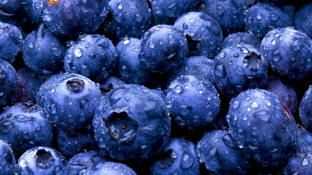 Palette blueberry blueberry