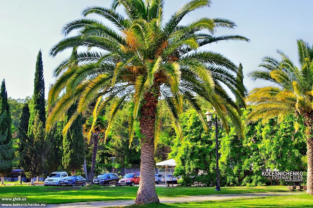 Yubeya Chilean palm