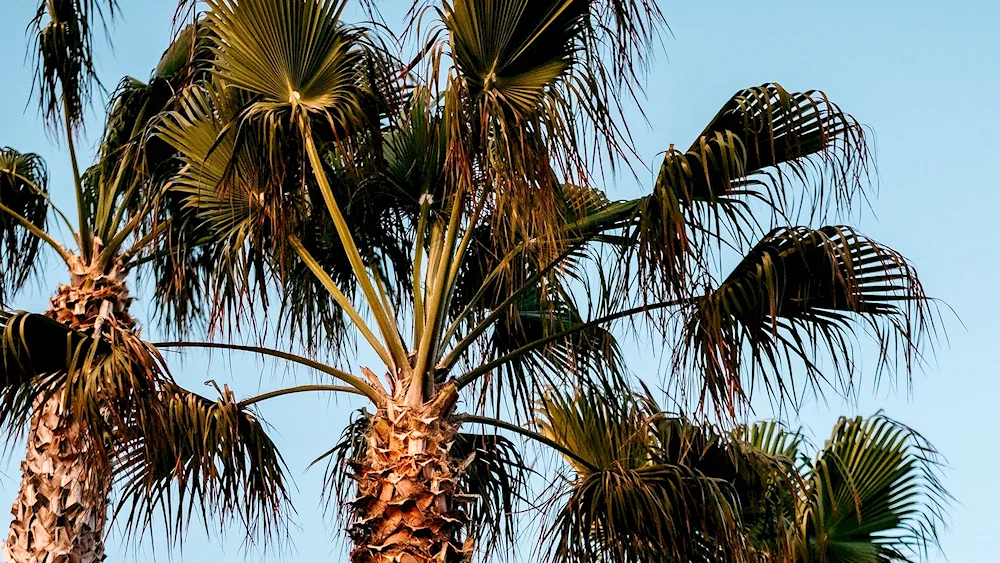 Palm tree