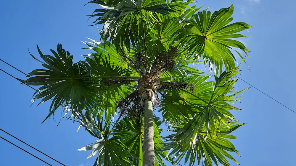 Palm tree