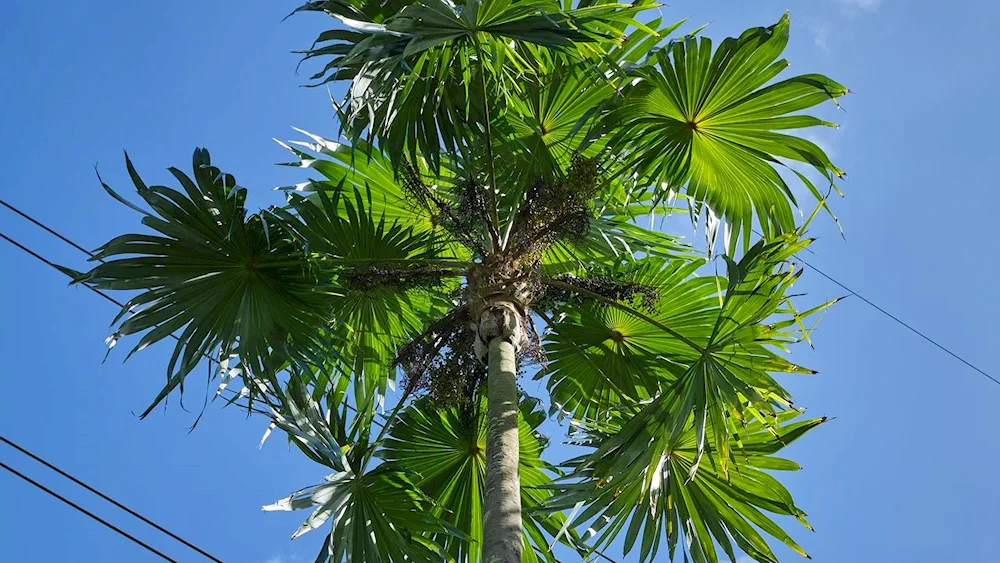 Palm tree