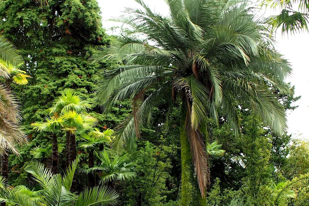 Lazarevskoe embankment palm