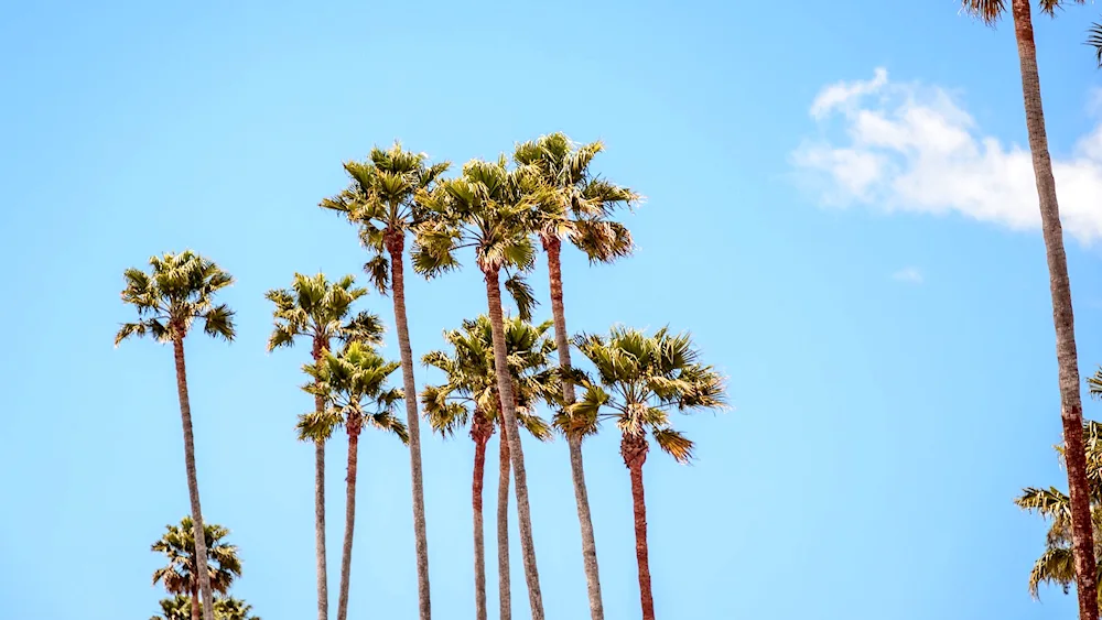 Palm picture