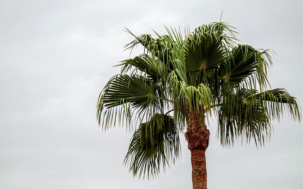 Palma minimalism