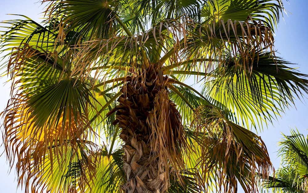 Palma raffia Royal
