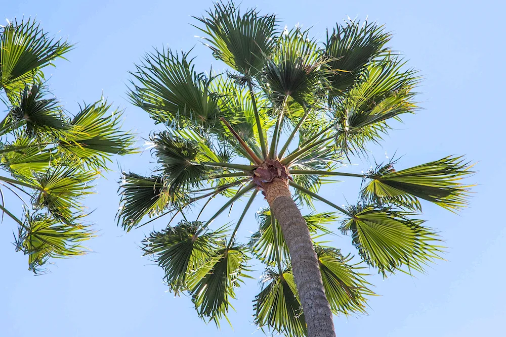Coconut palm