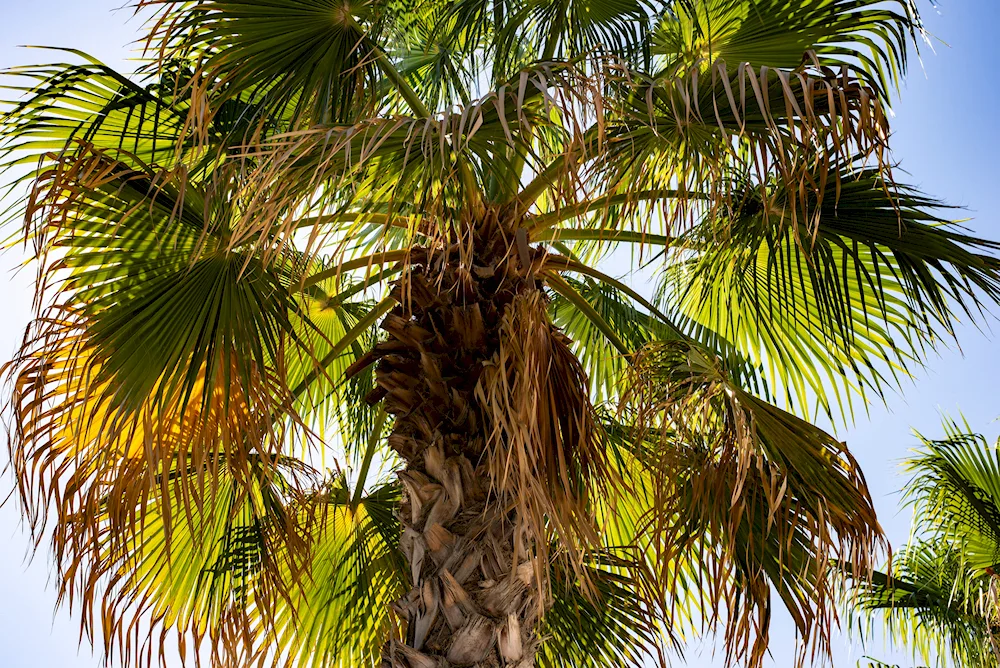 Girl with palm