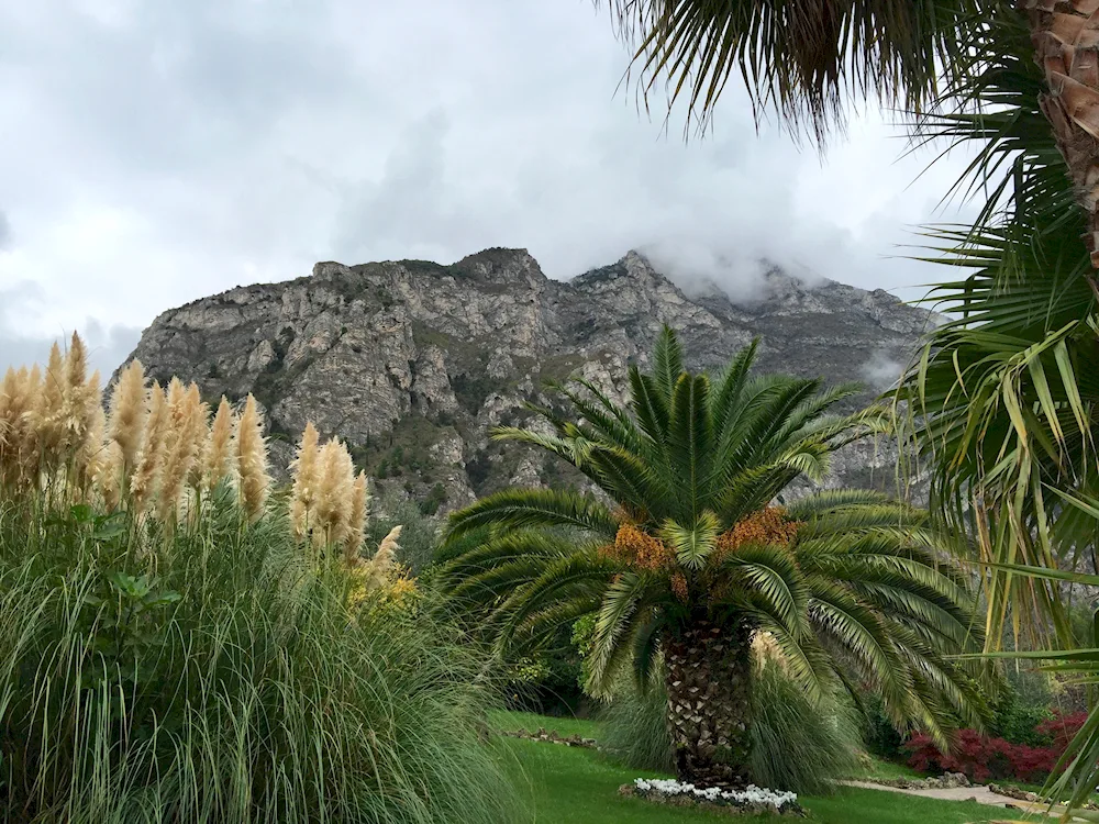 Palms palms in Yalta on the seafront