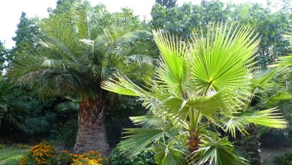 Yalta palms