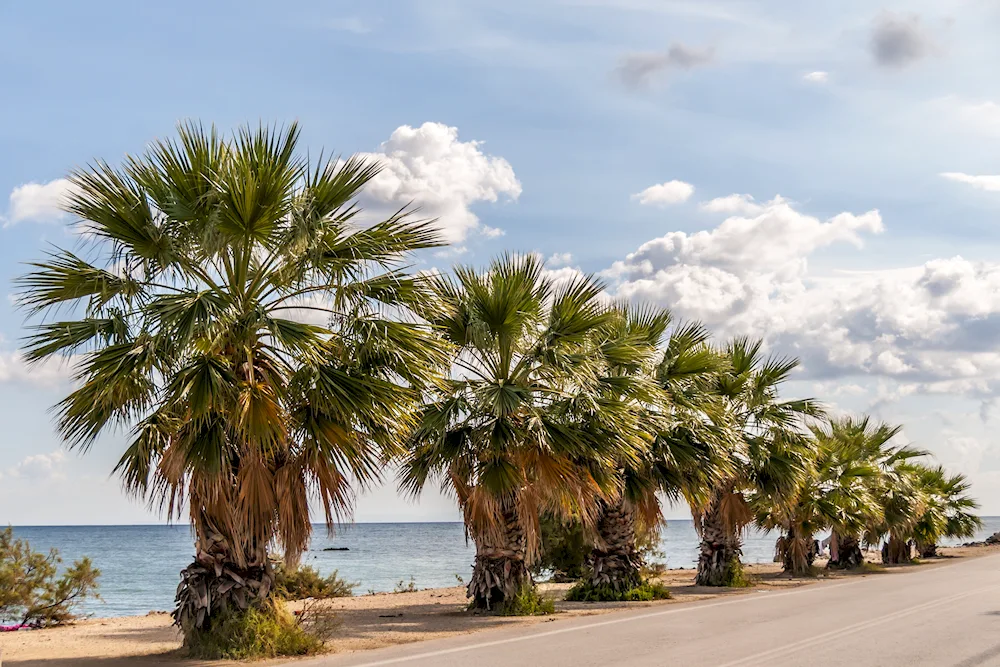 Subtropical climate of Sochi