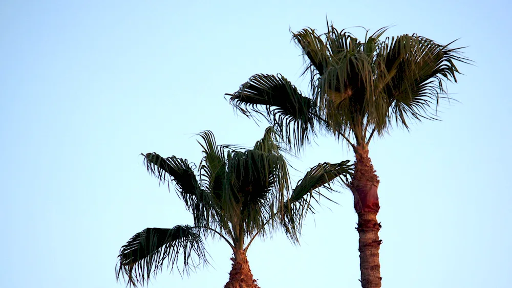 Palm tree