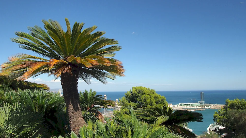 Palms Abkhazia subtropics