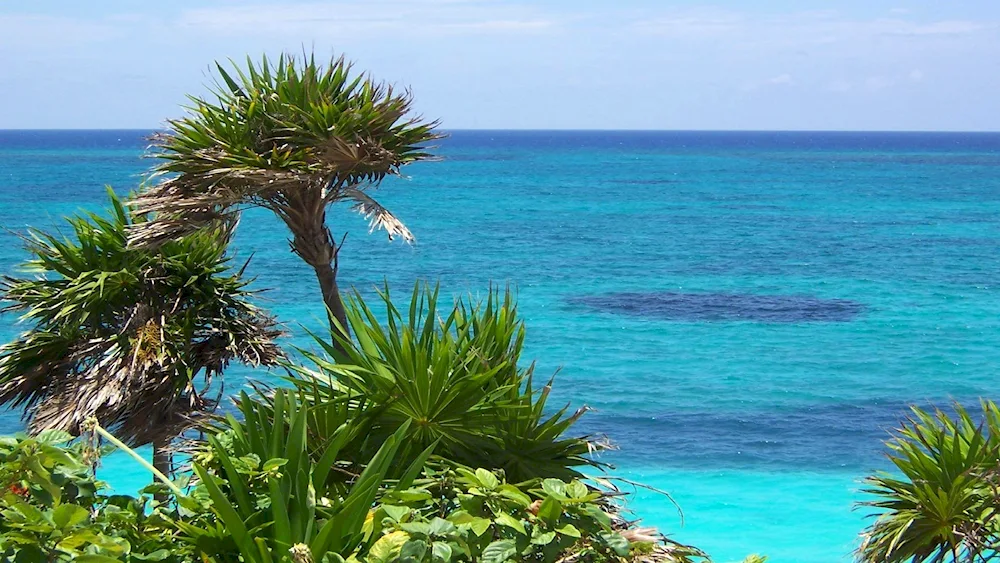 Abkhazia palm Pitsunda