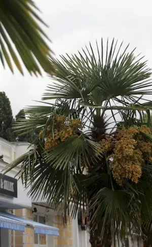 Palms in Crimea