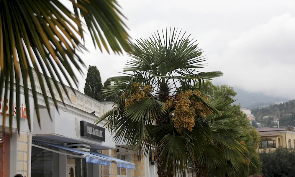 Palms in Crimea