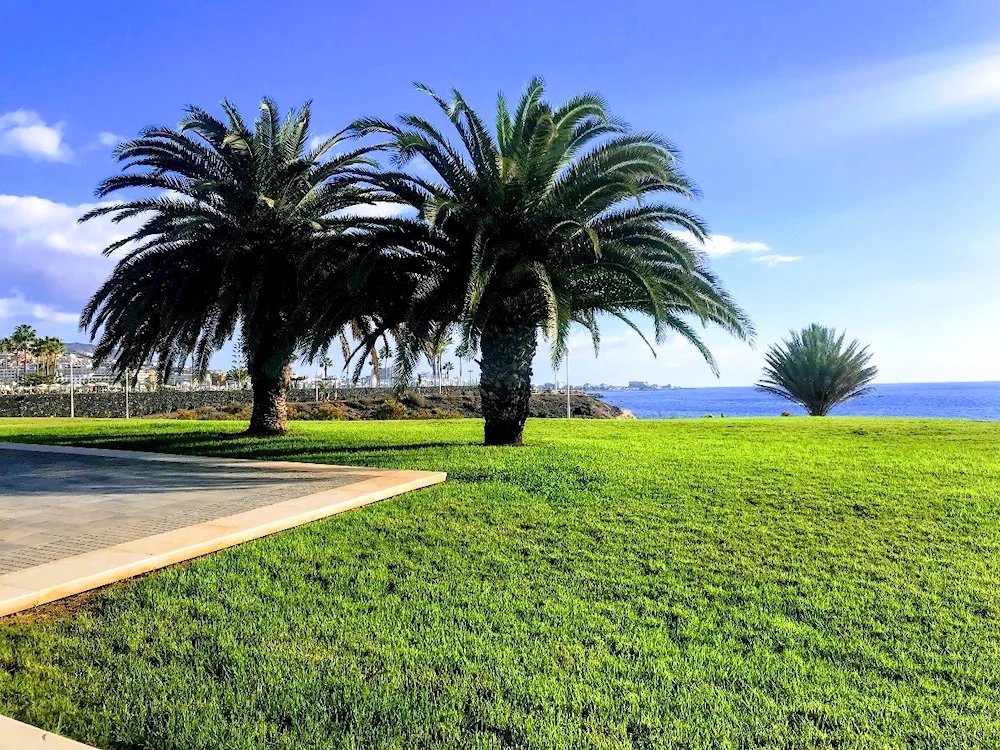 Palms in Norway