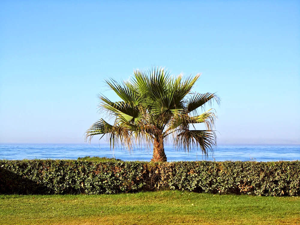 Phinic palms in Crimea