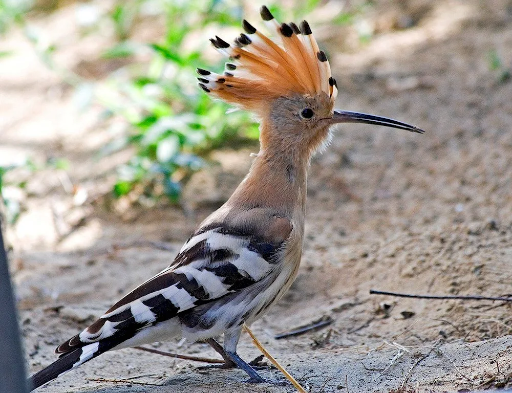 Pamir Pipit