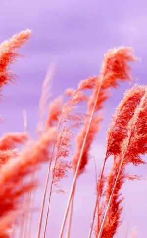 Pampas Grass Aesthetics