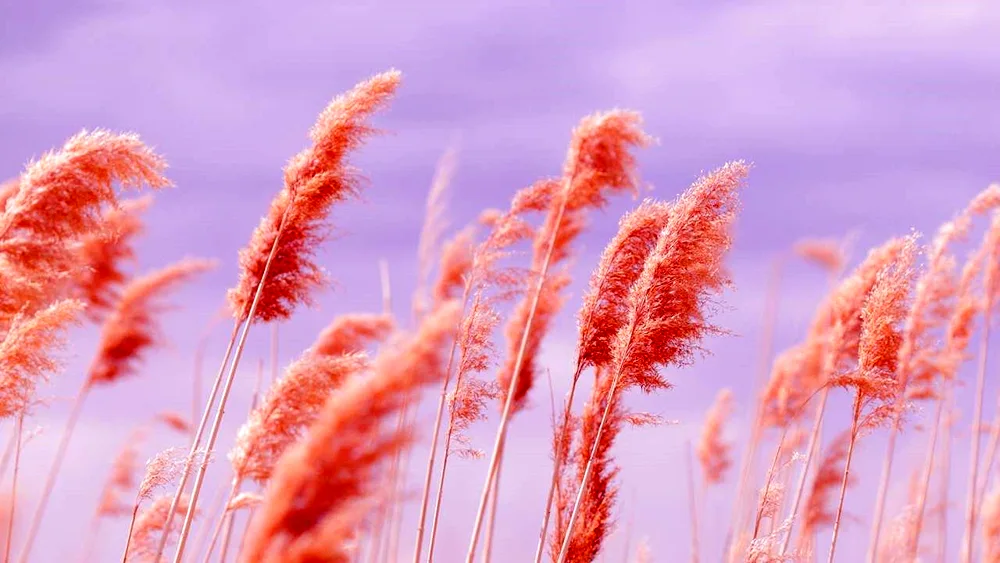 Pampas Grass Aesthetics