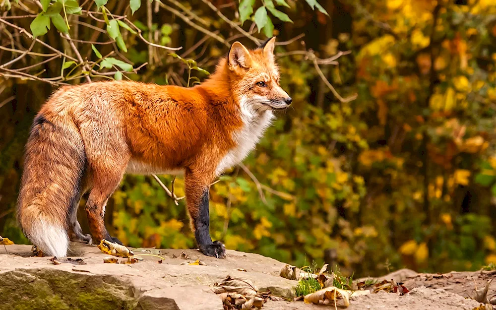 Pampas fox