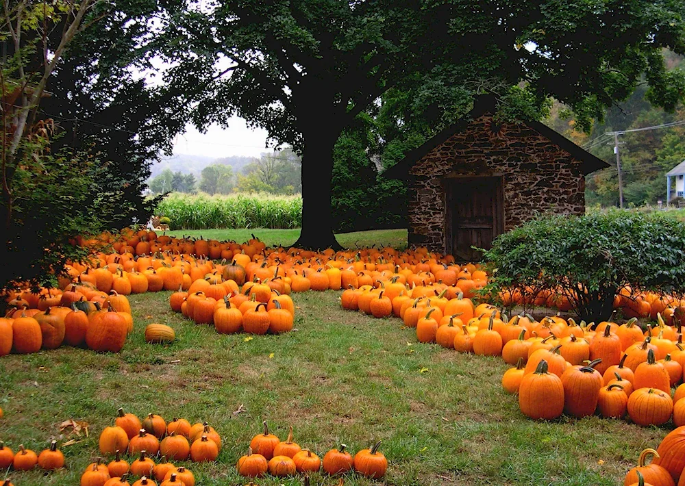 Autumn pumpkins