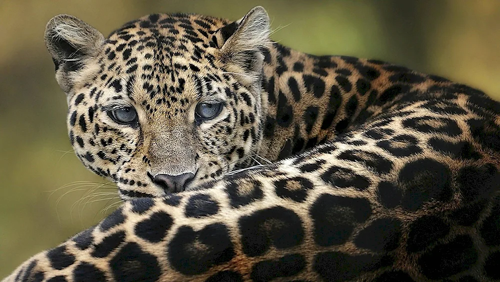 Panar leopard