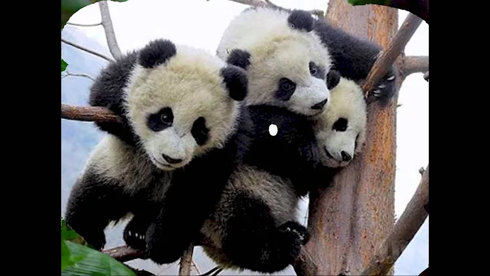 Panda winter panda with cub