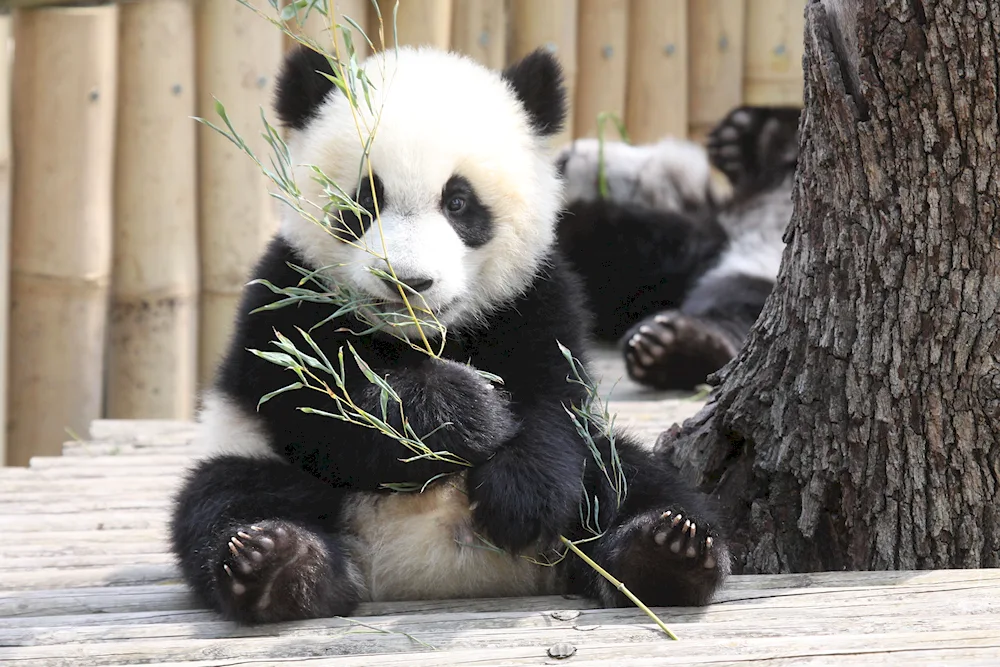 Panda Jui in Moscow Zoo